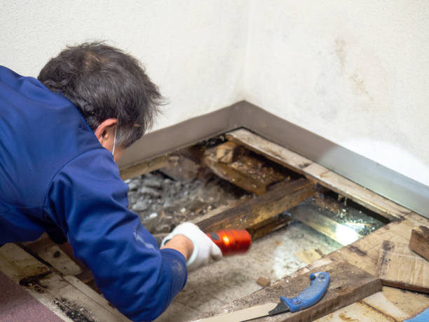 Reliable Sykesville, MD Mold Remediation Solutions