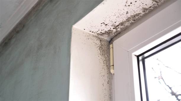 Best Localized Mold Remediation (e.g., coastal areas, humid climates) in Sykesville, MD
