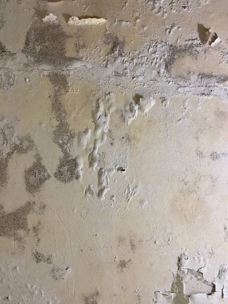 Best Residential Mold Remediation in Sykesville, MD
