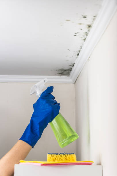 Best Post-Flood Mold Remediation in Sykesville, MD